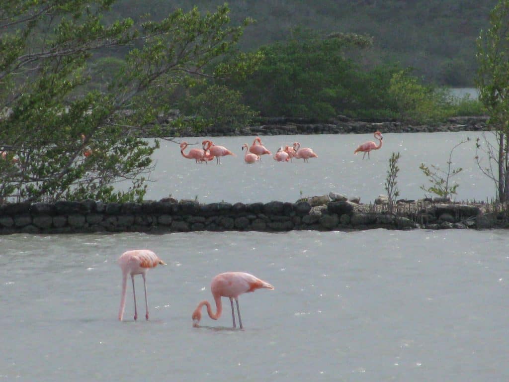Curacao Island Flamingoes