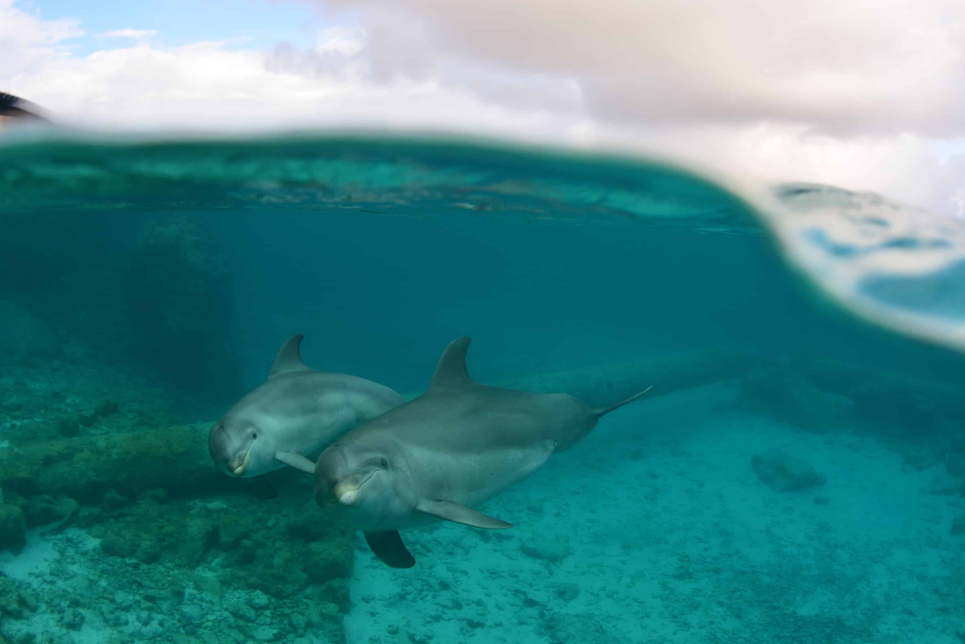 Curaçao Dolphin Experiences Dolphin Academy Roxette & Luna