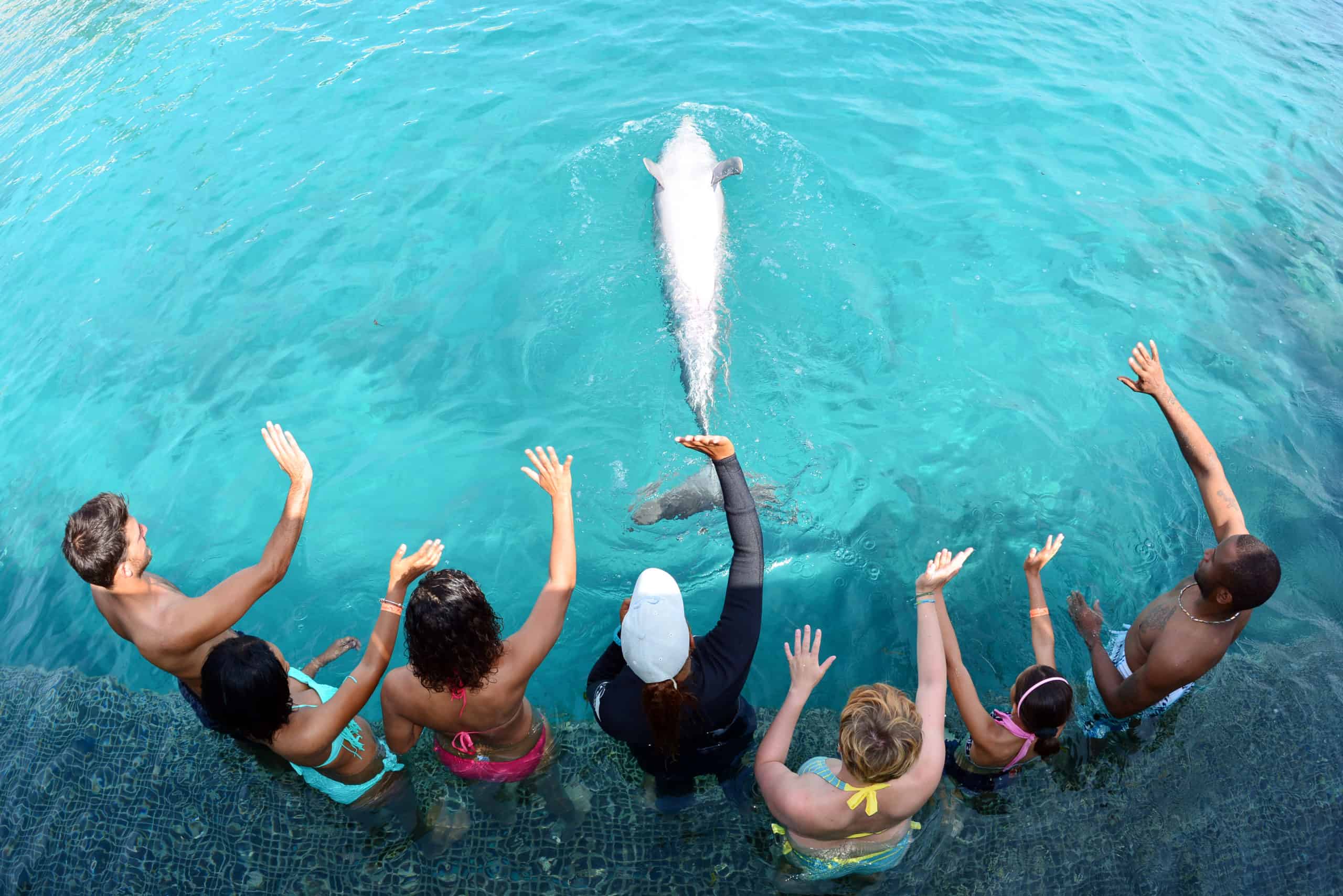Dolphin Enconter Curacao 2