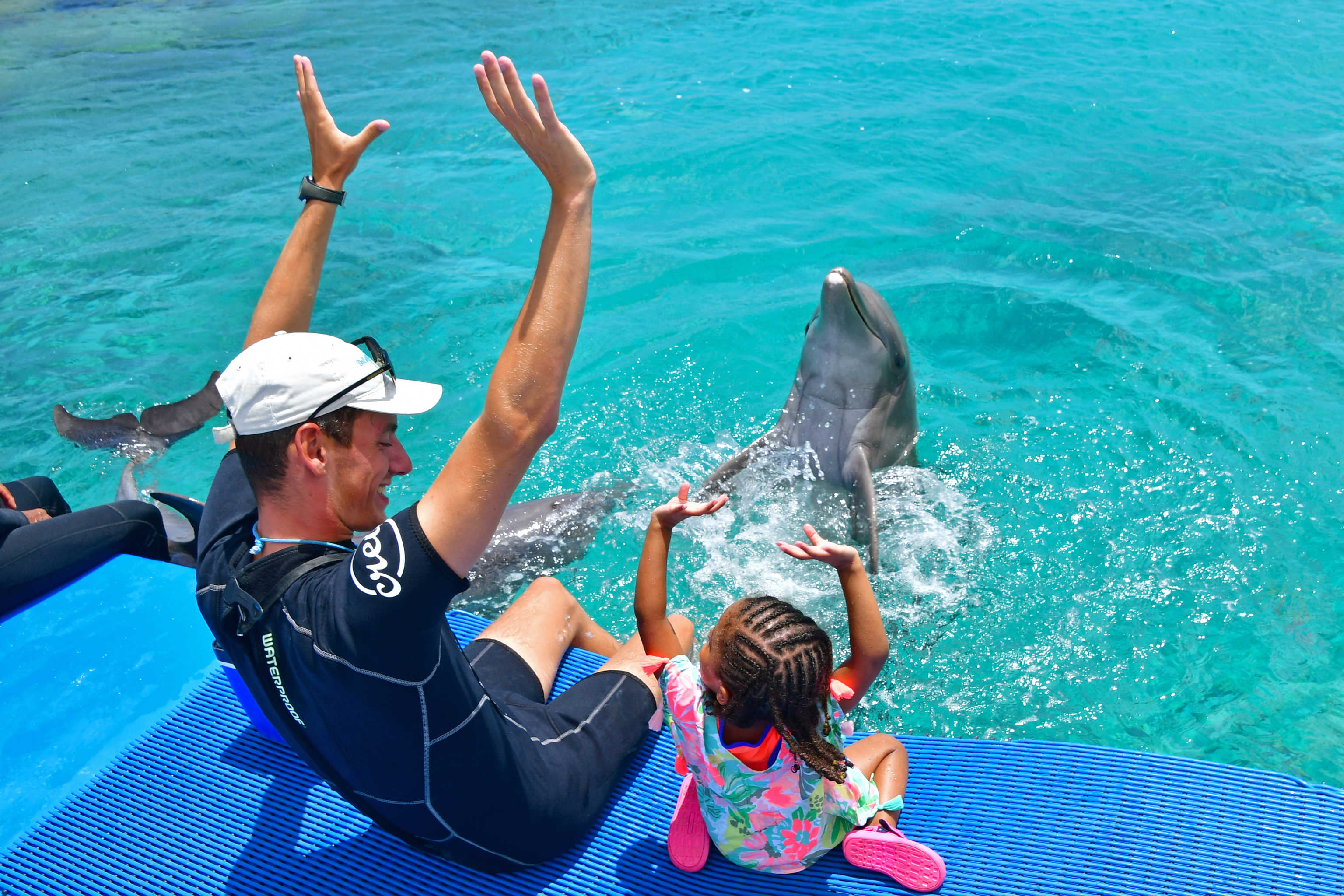 Dolphin Encounter Swim with Dolphins Curacao Dry