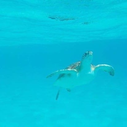 Catamaran BlueFinn at Klein Curacao Sea Turtle