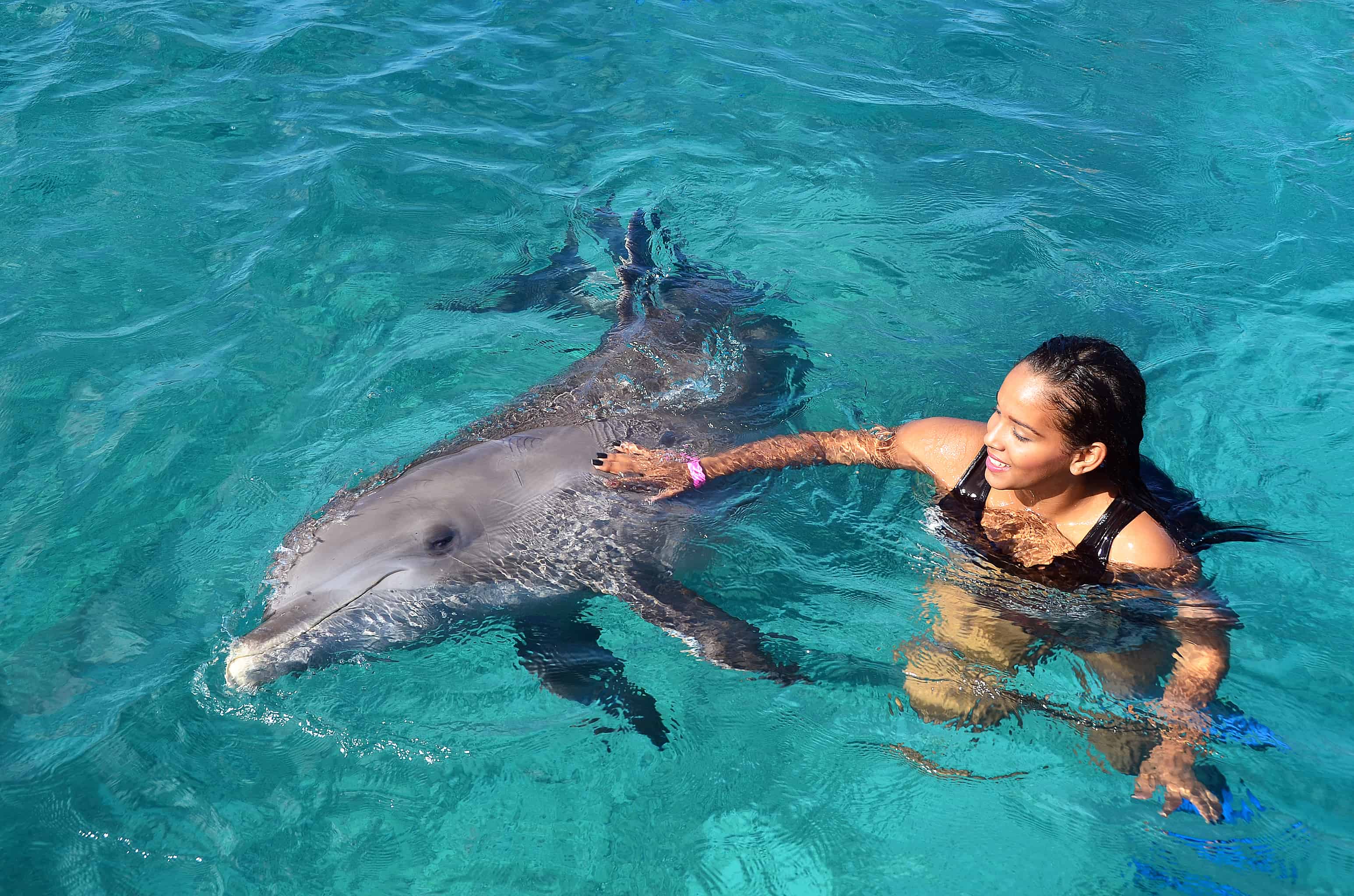Swim with Dolphins Curacao 3