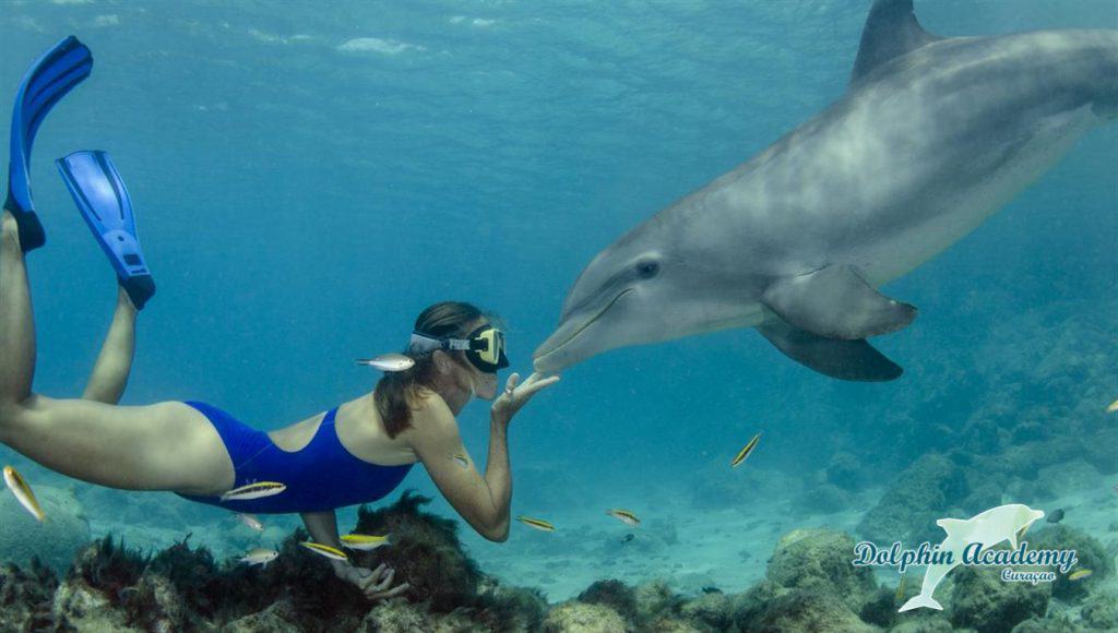 Swim with Dolphins Curacao Dolphin Free Dive