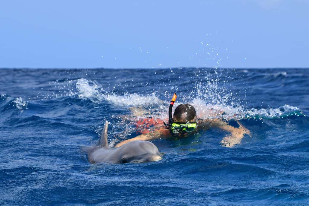 Swim with Dolphins Curacao Dolphin Free Dive 2