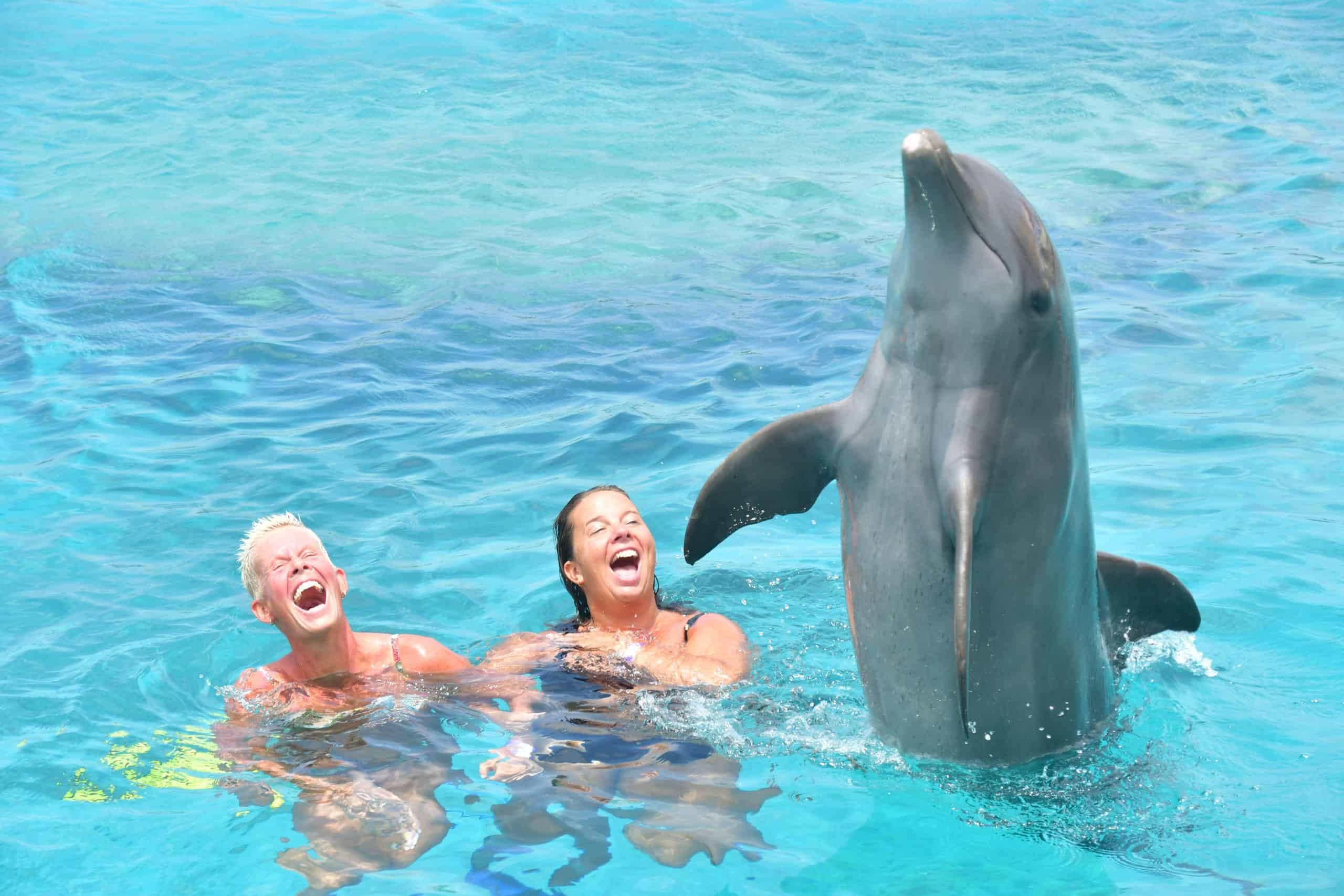 Swimming with Dolphins Curacao 2