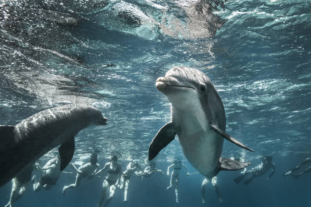 Catamaran BlueFinn_Snorkel Dolphin