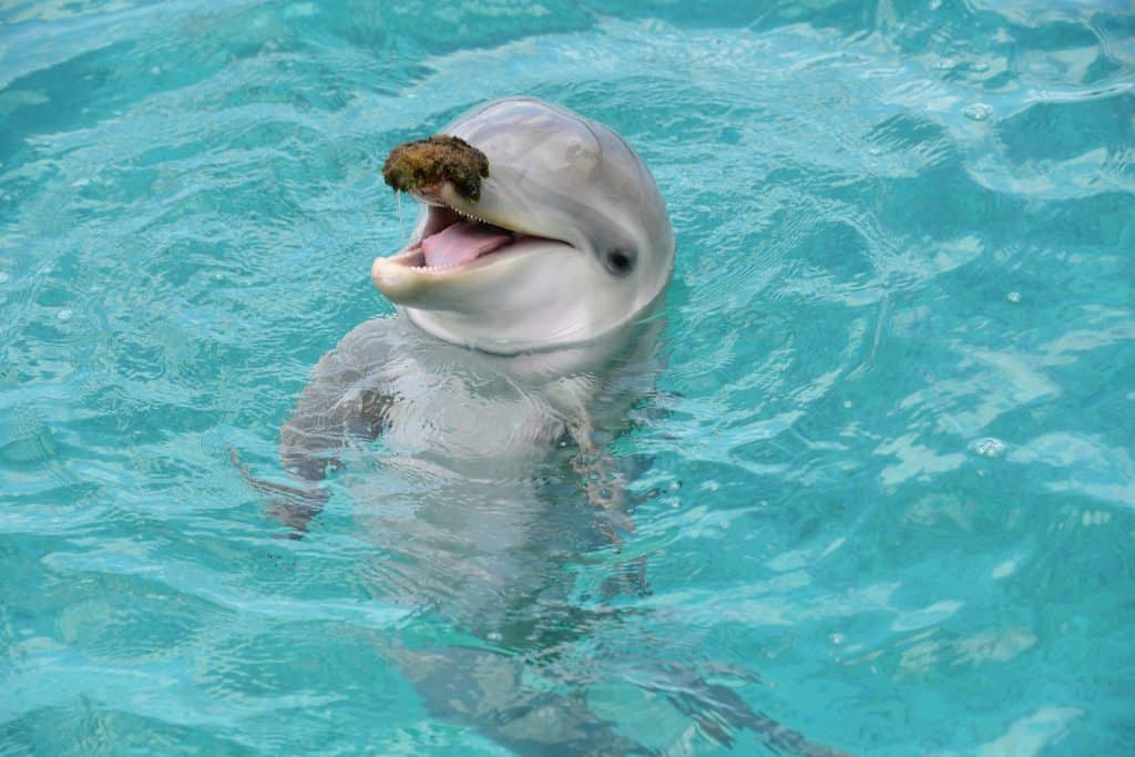 Dolphin Swim Curaçao 1