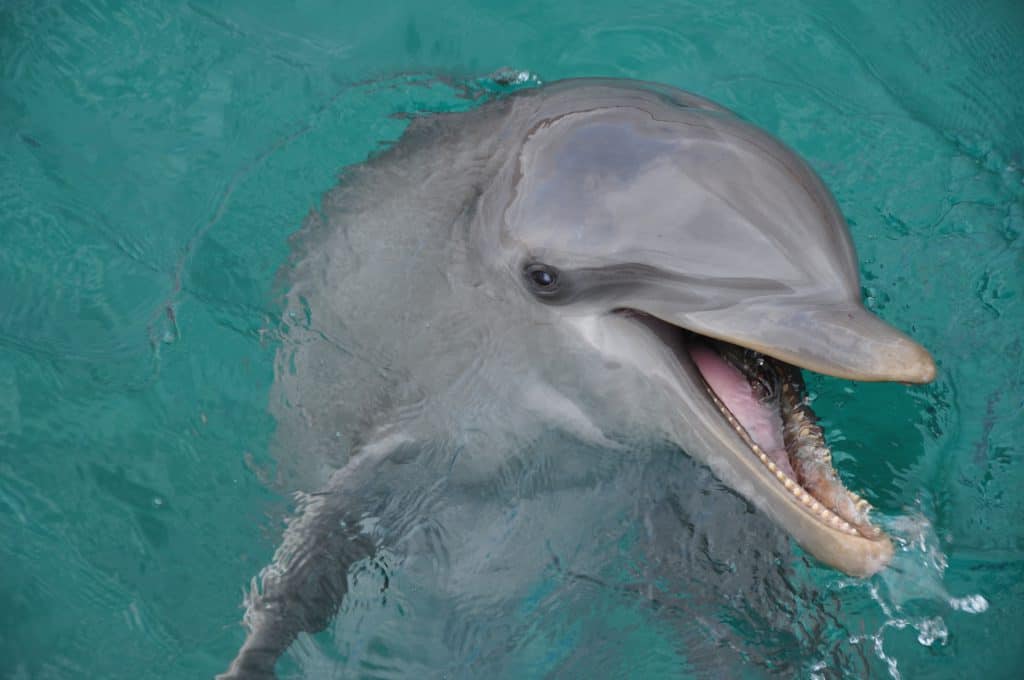 Dolphin Swim Curaçao Ritiña