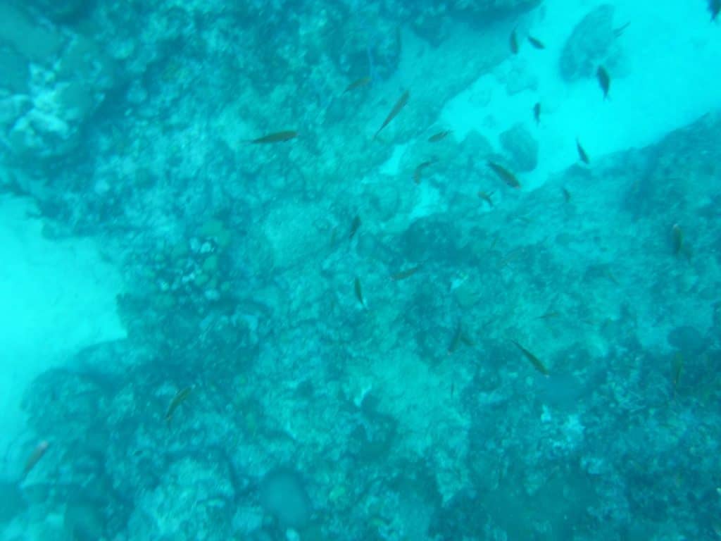 Blue Room Curacao Snorkeling 2