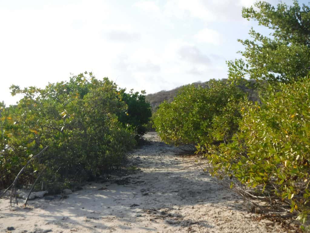 Jan Thiel Curaçao Nature Hike 11