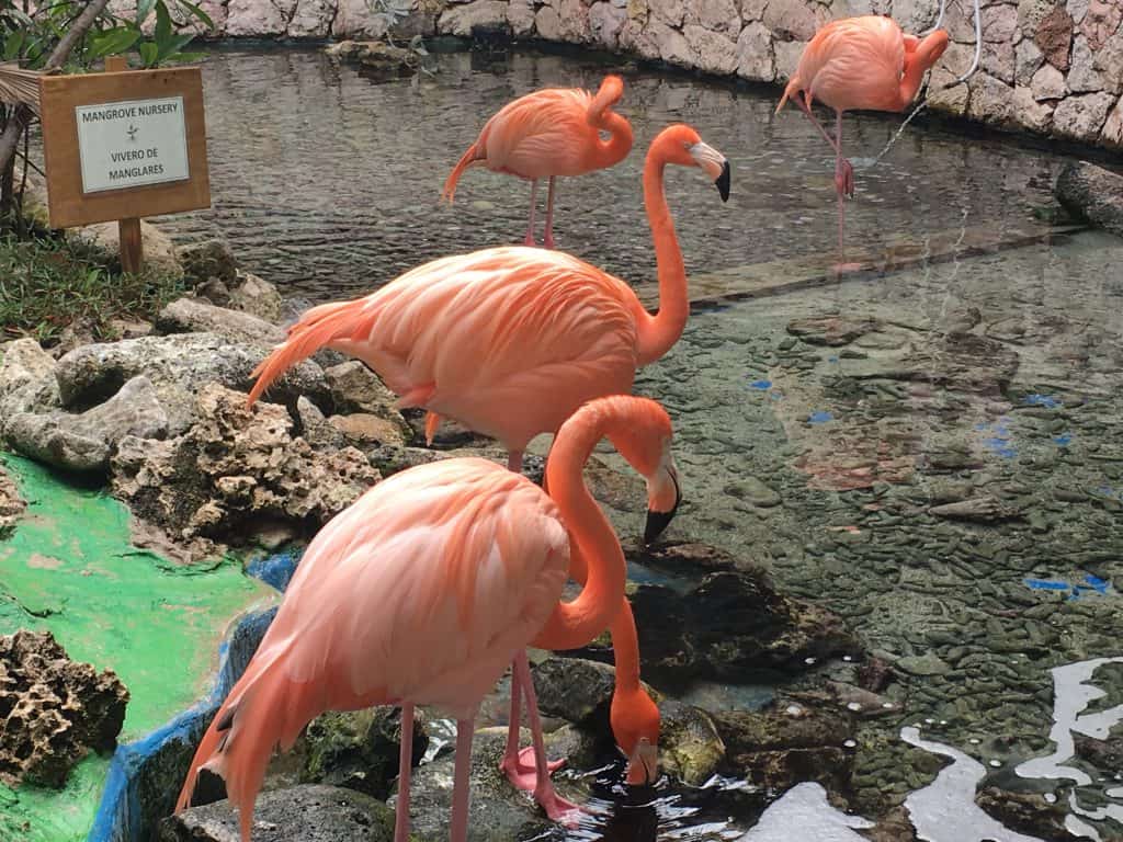 Curaçao Sea Aquarium Ocean Lens 1 Flamingoes 1