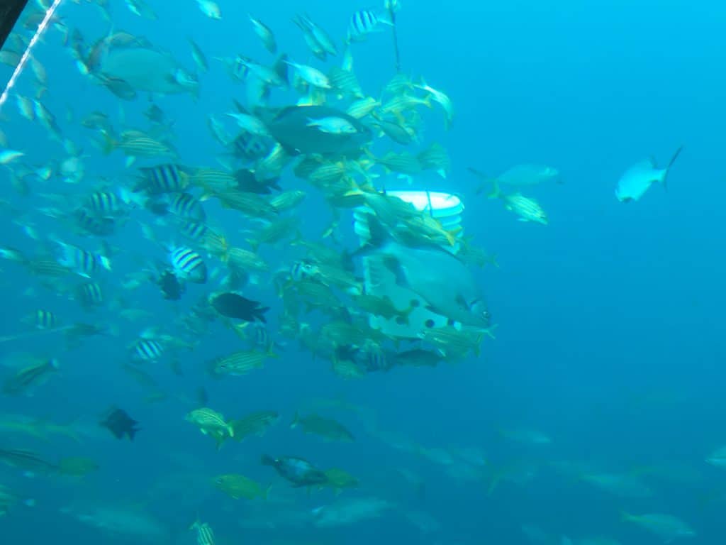 Curaçao Sea Aquarium Ocean Lens 10