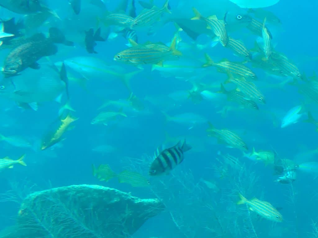 Curaçao Sea Aquarium Ocean Lens 11