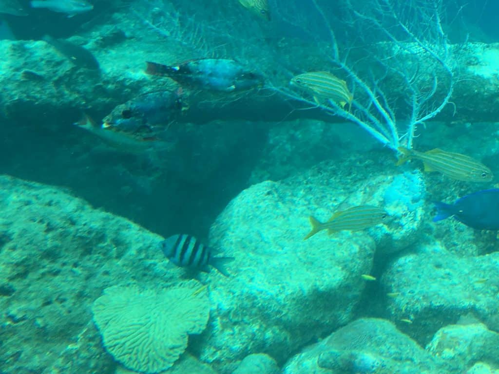 Curaçao Sea Aquarium Ocean Lens 12
