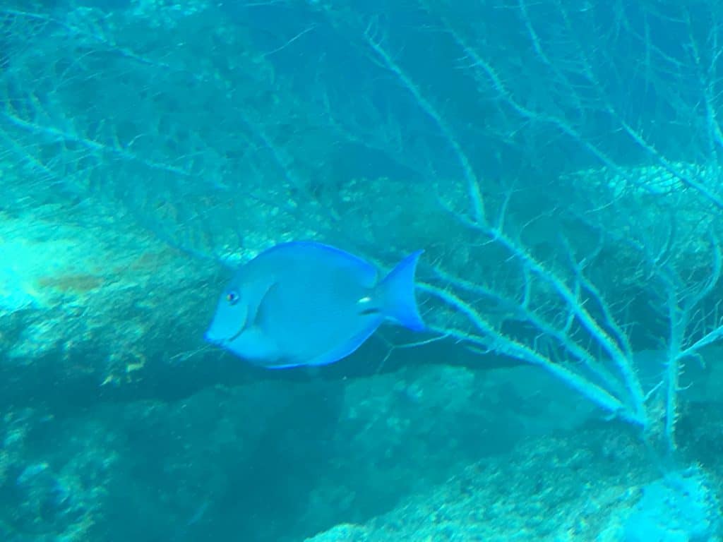 Curaçao Sea Aquarium Ocean Lens 13