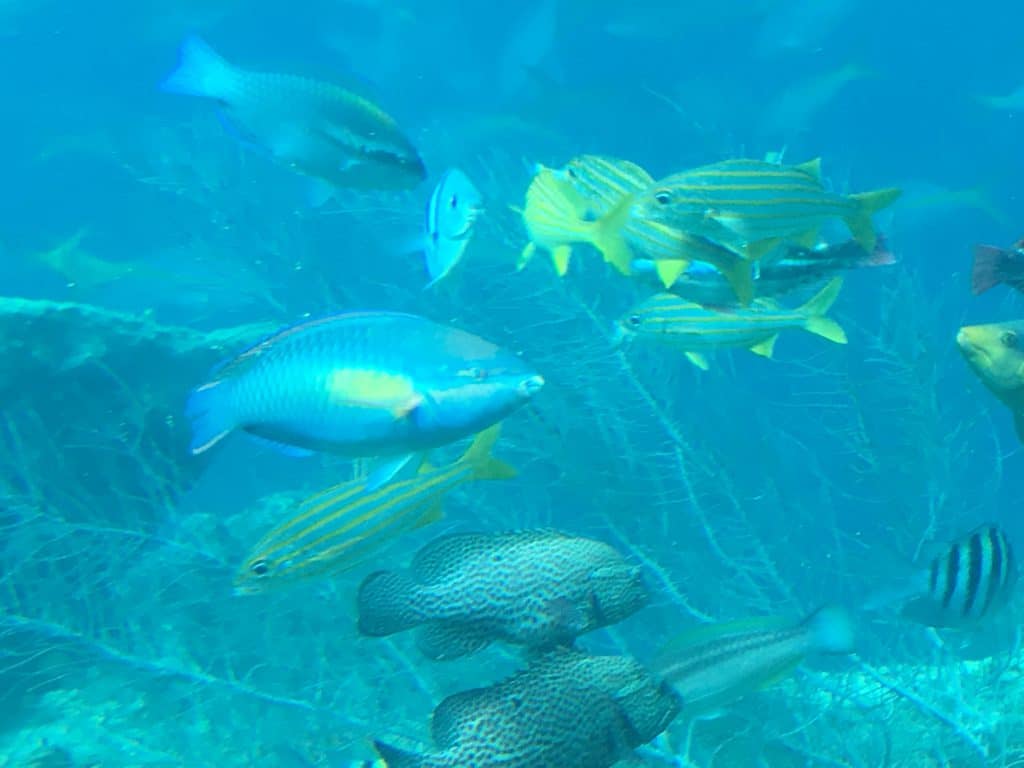 Curaçao Sea Aquarium Ocean Lens 14