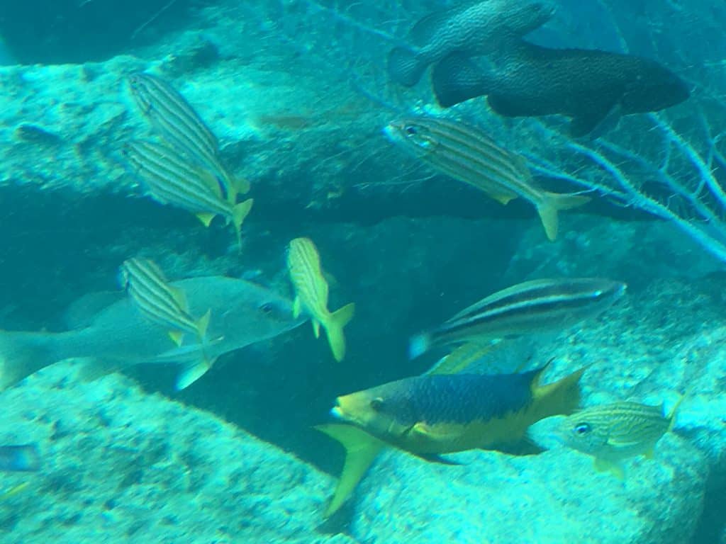 Curaçao Sea Aquarium Ocean Lens 15