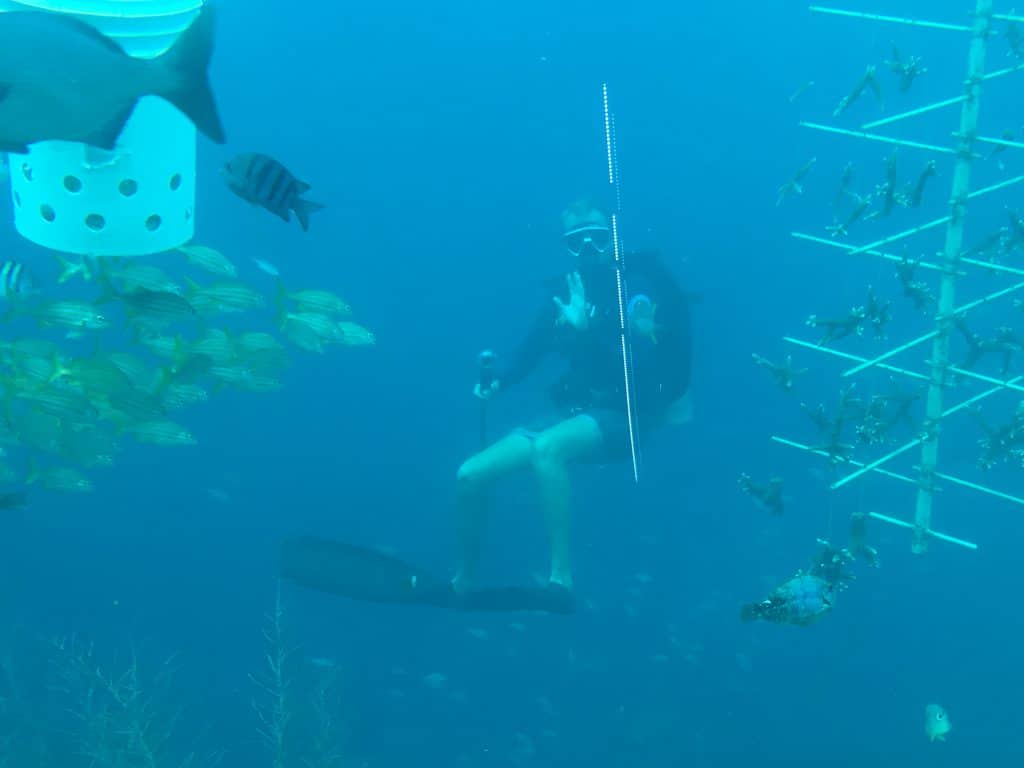 Curaçao Sea Aquarium Ocean Lens 16
