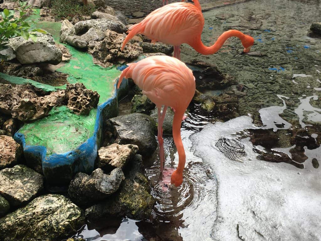 Curaçao Sea Aquarium Ocean Lens 2 Flamingoes 2