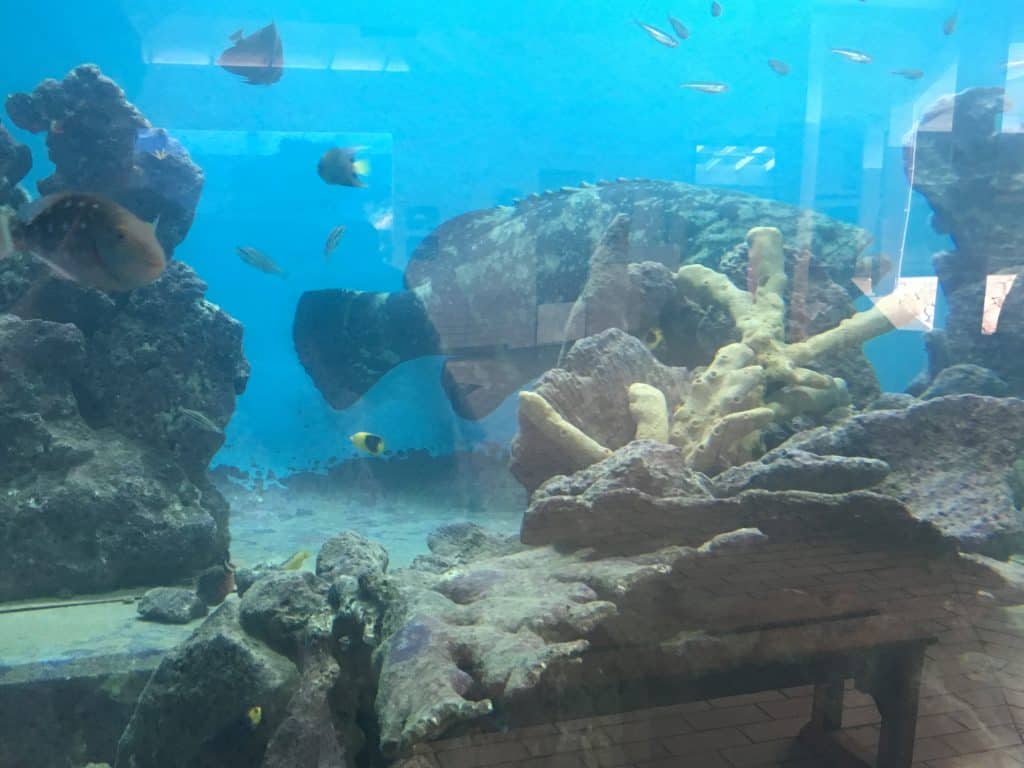 Curaçao Sea Aquarium Ocean Lens 3 Grouper