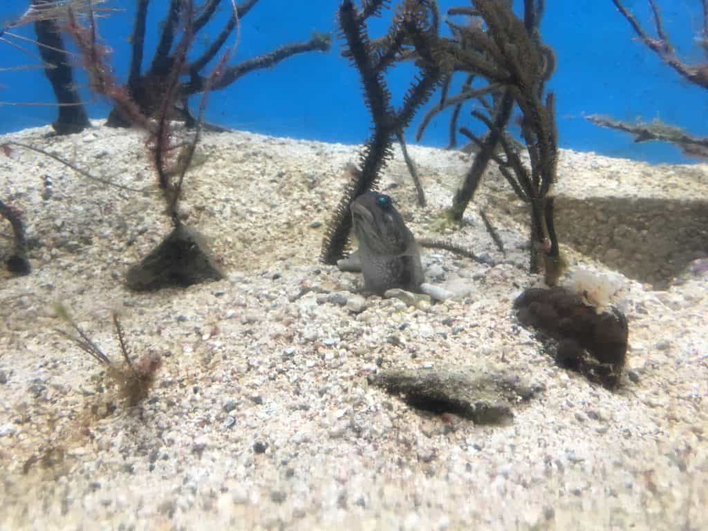 Curaçao Sea Aquarium Ocean Lens 4 Aquarium