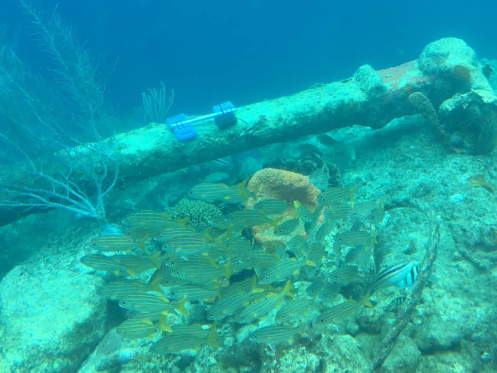 Curaçao Sea Aquarium Ocean Lens 8
