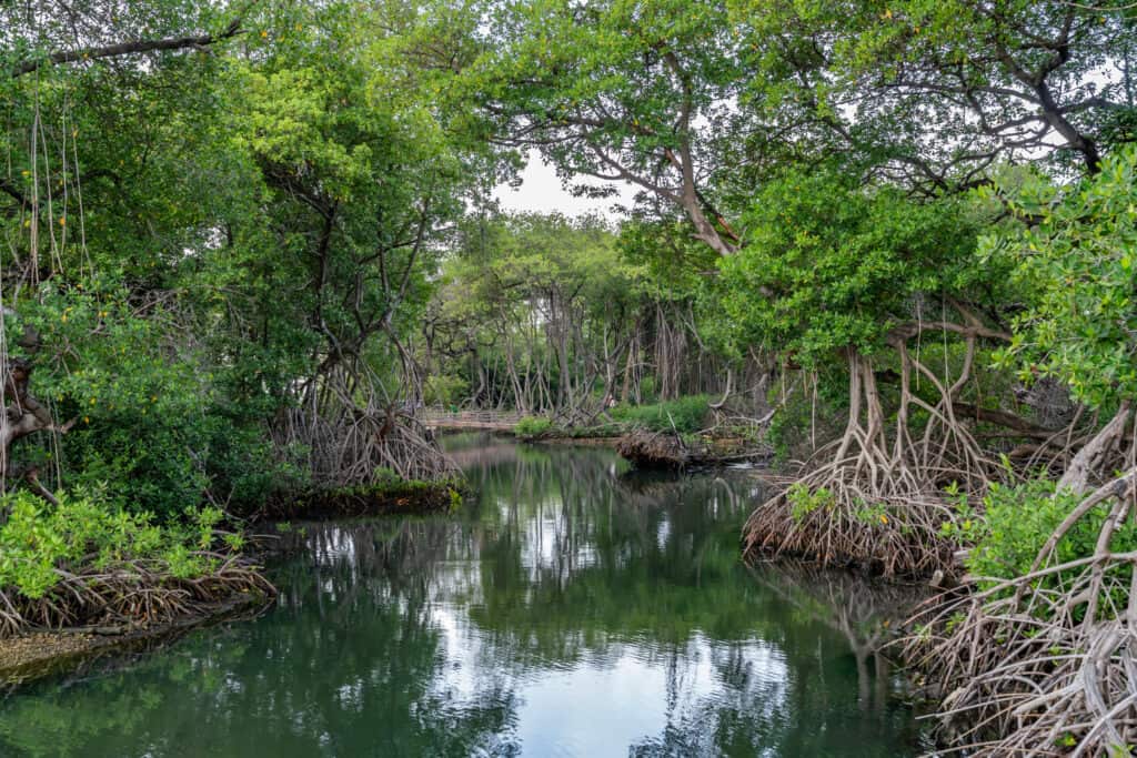 Mangrove park Curacao