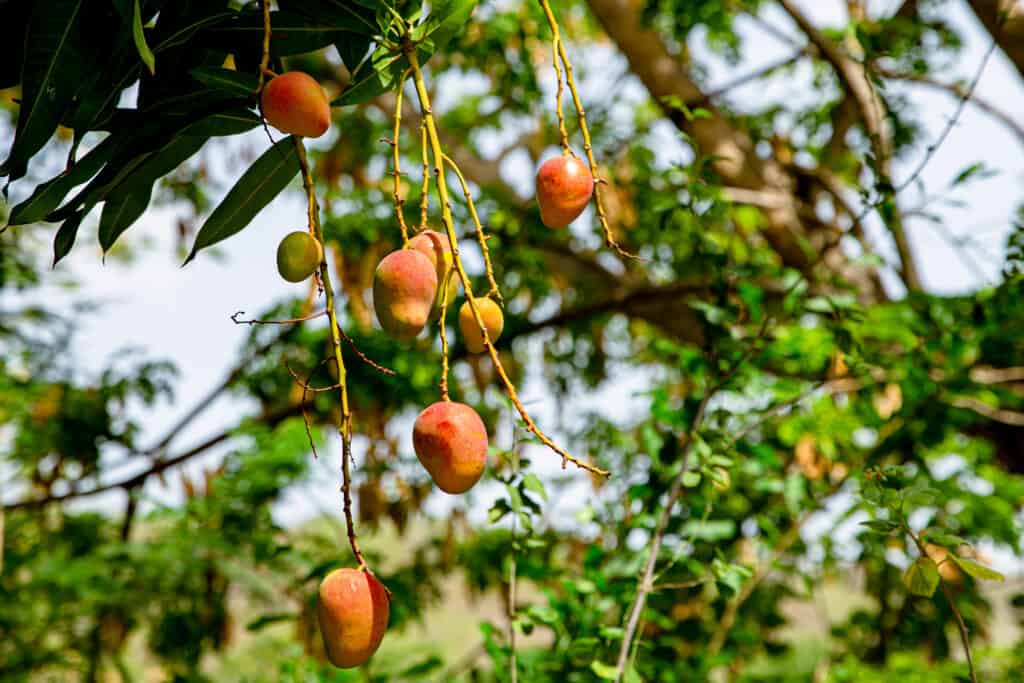 Hofi Mango Park: Mango Garden